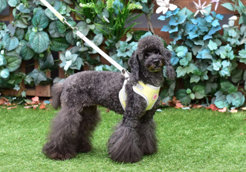 5a68aaf4bc901a4374283b540a0a2a90