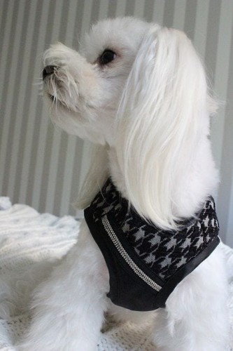 90ca6f18a35fc469f2b9d3a3d7548559