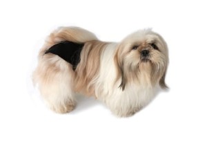 Hygiene Pants for Dogs