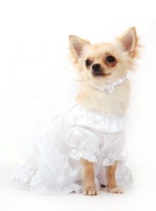 Lovely Dog Wedding Dress