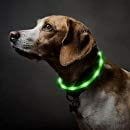 Flash Ligth Dog Collar