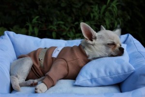 Lovely dog T-shirt Brown Star