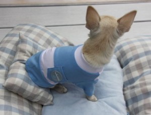 Dog T-shirt Blue&White