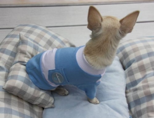 Koszulka dla psa Blue&White