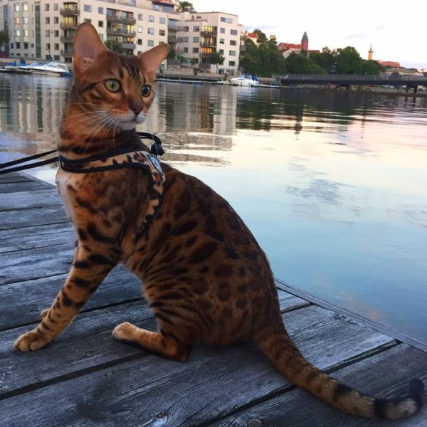 lekkie szelki dla psa i kota tre ponti leopard