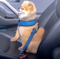 adapter do pasów bezpieczeństwa Puppia navy.jpg