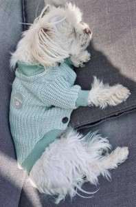 Lovely Dog Sweater New York mint