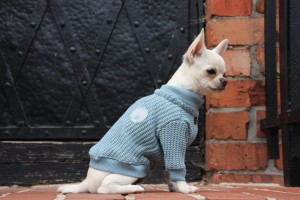 Lovely Dog Sweater New York ocean