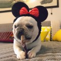 Minnie Mouse dog.jpg