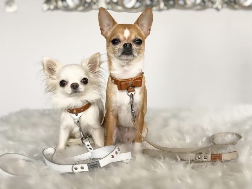 smycz dla psa Smart Animal.jpg