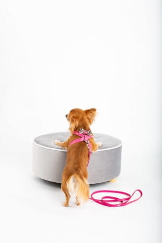 eleganckie szelki dla psa Smart Animal różowe_dog.jpg
