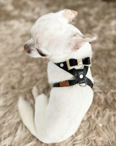 Eleganckie szelki dla psa Smart Animal czarne_dog.jpg