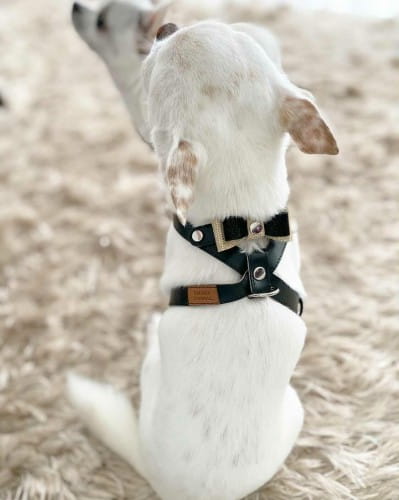 Eleganckie szelki dla psa Smart Animal czarne_dog2.jpg