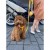 Eleganckie szelki dla psa Smart Animal żółte_dog.jpg