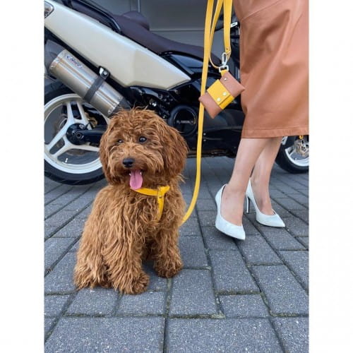 Eleganckie szelki dla psa Smart Animal żółte_dog.jpg