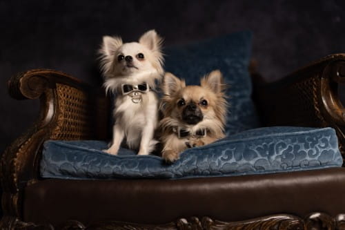 Luksusowa skórzana obroża dla psa Prestige Smart Animal + Dogs beżowa_dogs.jpg