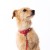 Luksusowa skórzana obroża dla psa Prestige Smart Animal + Dogs czerwona_dogs.jpg