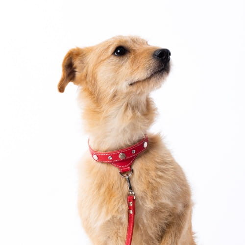 Luksusowa skórzana obroża dla psa Prestige Smart Animal + Dogs czerwona_dogs.jpg