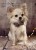 Luksusowa skórzana obroża dla psa Prestige Smart Animal + Dogs różowa_dog.jpg