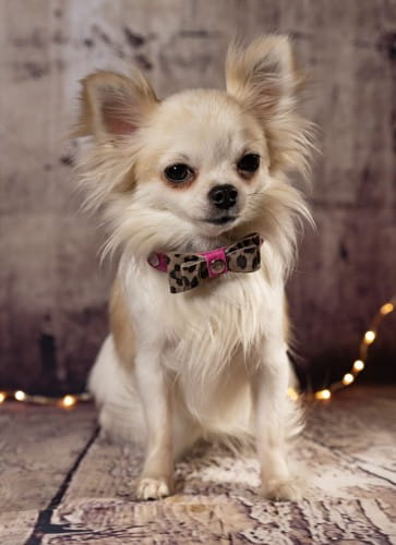 Luksusowa skórzana obroża dla psa Prestige Smart Animal + Dogs różowa_dog.jpg