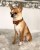 Luksusowa skórzana obroża dla psa Prestige Smart Animal + Dogs karmelowa_dog.jpg