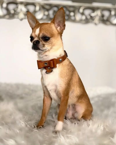 Luksusowa skórzana obroża dla psa Prestige Smart Animal + Dogs karmelowa_dog.jpg