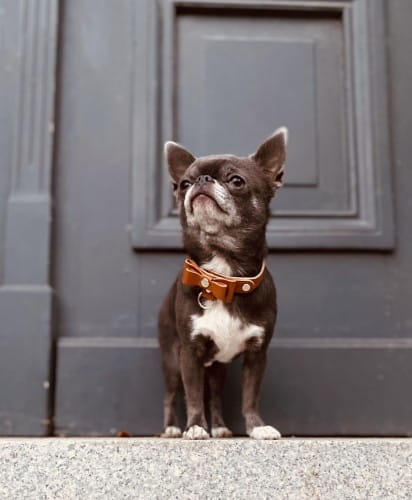 Luksusowa skórzana obroża dla psa Prestige Smart Animal + Dogs karmelowa_dog2.jpg