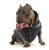 kurtka puchowa Puppy Angel dla psa Regular black.png