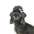 Pinkaholic-Brielle-Dog-Hair-Bows-3.jpg
