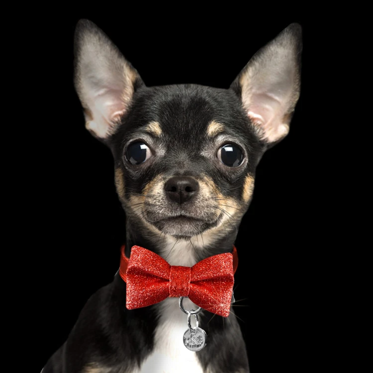 MP4131 - STARDUST Red - Dog .jpg