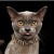 LEOPARD - Collar - Cat.jpg