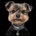 MP4021 COLLAR STARDUST GREY - Dog.jpg