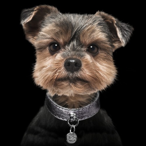 MP4021 COLLAR STARDUST GREY - Dog.jpg