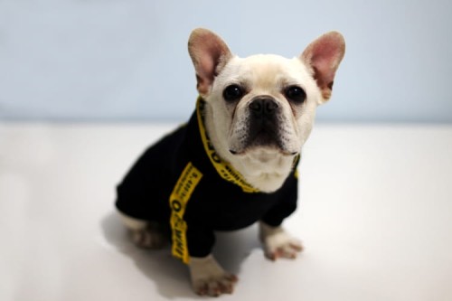 Bluza dla mopsa buldoga black 1.jpg