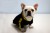 Bluza dla mopsa buldoga black 1.jpg