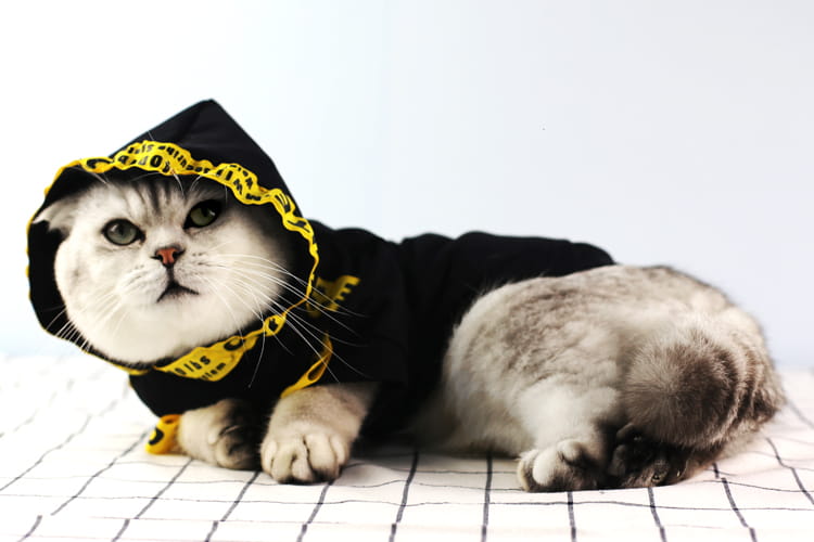 Bluza dla kota black.jpg