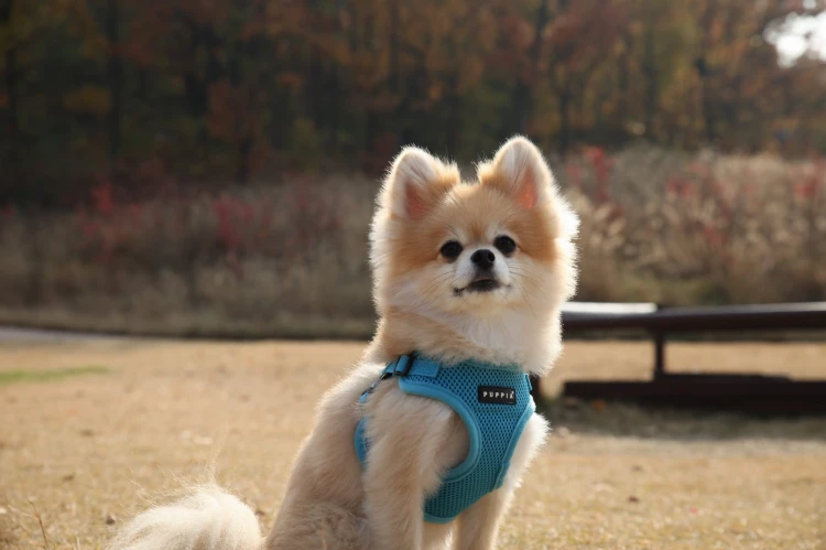 bezuciskowe szelki dla psa puppia soft typ c blue niebieskie