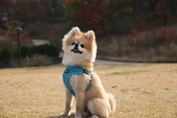 bezuciskowe szelki dla psa puppia soft typ c blue niebieskie