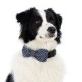 Mucha dla psa kota_pet bowtie_dog_navy.jpg