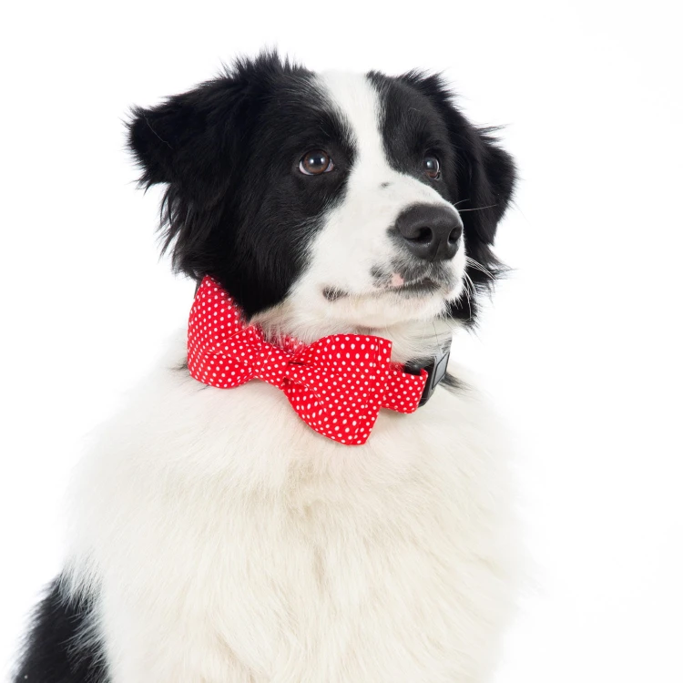Mucha dla psa kota_pet bowtie_red_dog.jpg