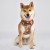 paud-ha1857-be-dog.jpg