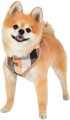 PATA-HA1704-BG-Dog.jpeg