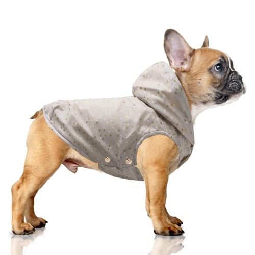 MP1856 JEANNE Dog.jpg