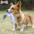 Szarpak-dla-psa_PD60092-dog.jpeg