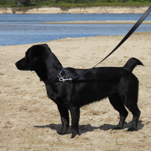 smart-animal-biothane-black.jpg