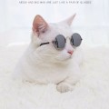 fashion_pet_sunglasses.jpeg