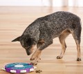 nina-dog-twister2.jpg