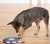 nina-dog-twister2.jpg