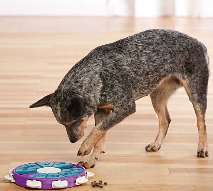 nina-dog-twister2.jpg