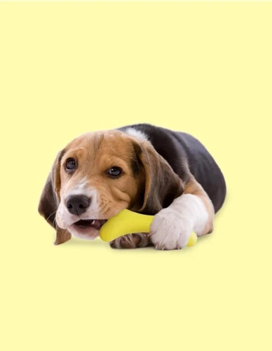 gustosso-yellow2.webp
